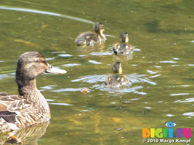 SX14872 Duck and ducklings in Park Sonsbeek, Arnhem, The Netherlands